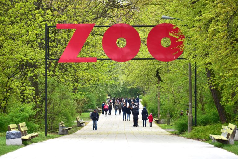 W ZOO pokazowe karmienia zwierząt