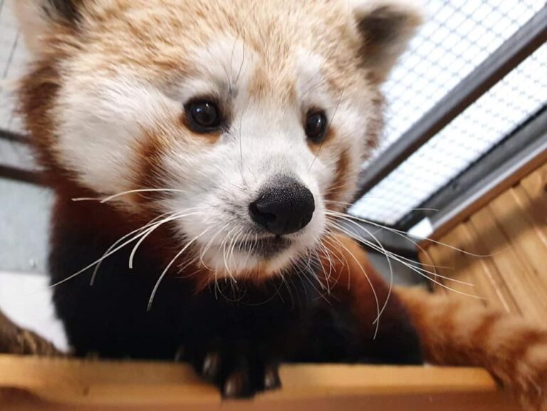 Ruda panda. Nowa mieszkanka warszawskiego ZOO